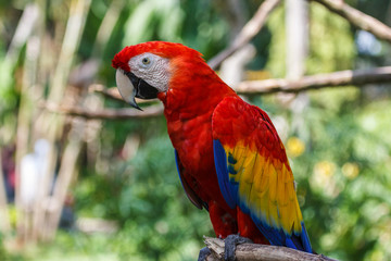 Fototapeta na wymiar Scarlet Macaw, Bali island, Indonesia