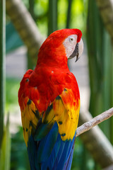 Scarlet Macaw, Bali island, Indonesia