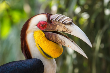 Wreathed Hornbill, Bali island, Indonesia © lic0001