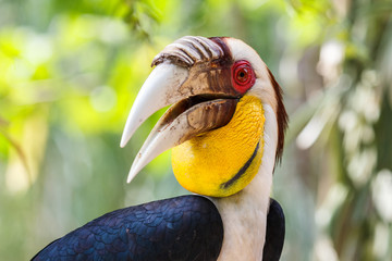 Wreathed Hornbill, Bali island, Indonesia © lic0001