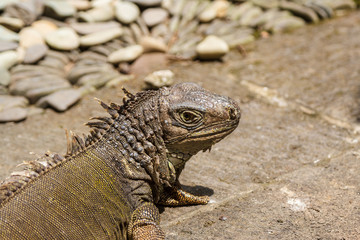 Iguana on Bali island, Indonesia