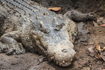 Obraz premium Crocodile on Bali island, Indonesia