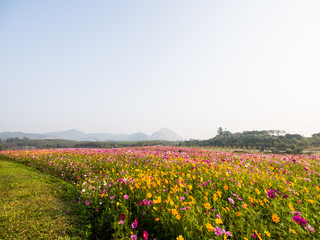 cosmos flower field on mountain