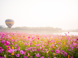 cosmos flower field on mountain