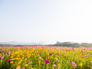 cosmos flower field on mountain