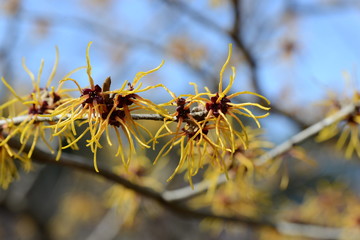 マンサク　マンサクの花が満開だった・青空に黄色が映えていた。