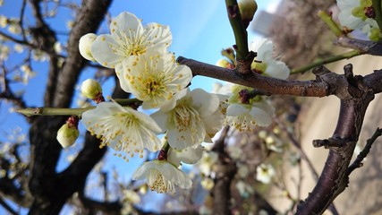 梅の花