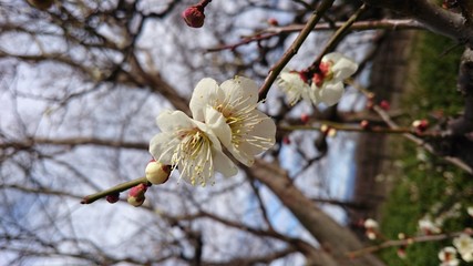 梅の花