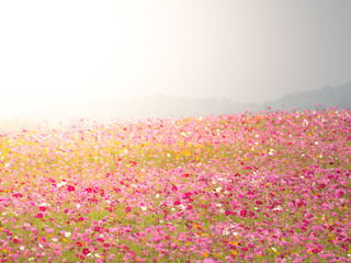 cosmos flower field on mountain