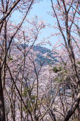 frühling in Korea
