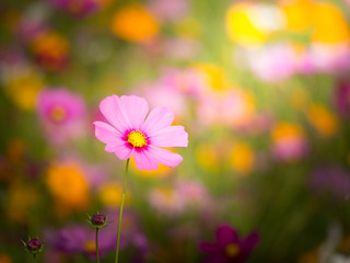 cosmos flower field on mountain