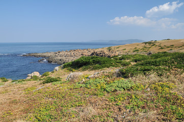 Fototapeta na wymiar 角島のダルマギク群生地