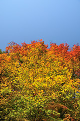 Fototapeta premium 紅葉真っ盛り
