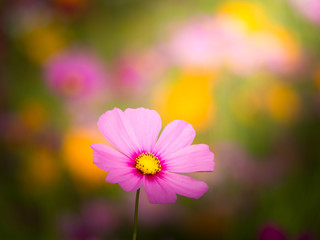 cosmos flower field on mountain