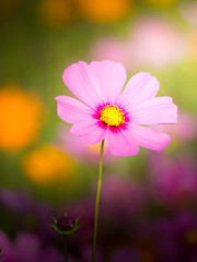 Obraz premium cosmos flower field on mountain