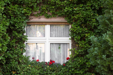 The white window in green garden. English garden cottage with old white windows.
