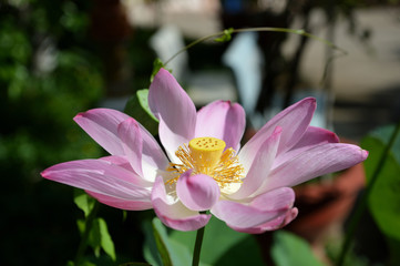 Fototapeta premium Beautiful lotus flower in the tropical garden, close-up