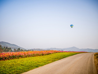 cosmos flower field on mountain
