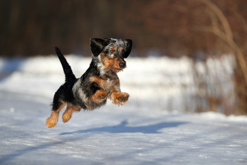 Funny dachshund dog running in the park in winter