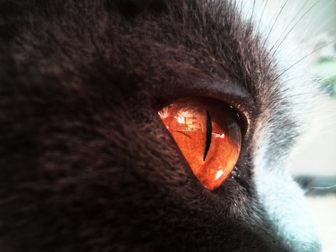 Orange cat eyes on black background