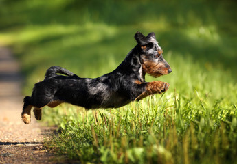 Funny dachshund dog jumping running on grass