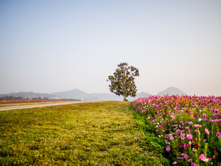 cosmos flower field on mountain