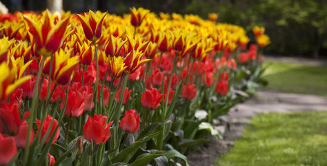 Tulips in spring,colourful tulip