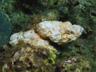 Stone fish
