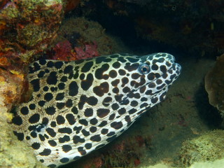 Moray eel