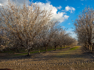 Plum Trees