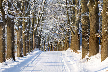 Oak alley country road in winter