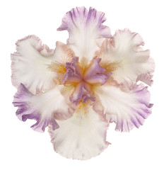 Obraz na płótnie Canvas iris flower isolated