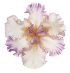 Photo sur Plexiglas Iris fleur d& 39 iris isolé
