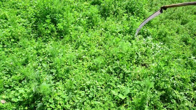 person mows grass manual mower, Russia