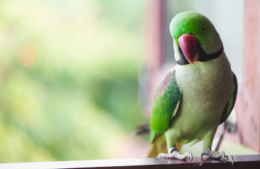 Portrait of Ringnecked Parakeet