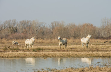 Fototapeta premium Beautiful Camargue horses in Natural reserve park of river Isonzo