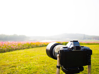 cosmos flower field on mountain
