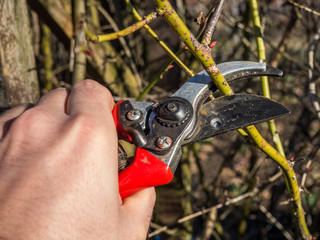 Gartenschere