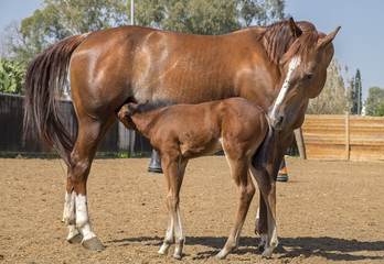Obraz premium A brown mare and her foal at paddock