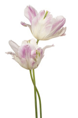 tulip flowers isolated