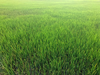 Background with green growth rice on farm of thailand