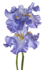 Papier Peint photo Lavable Iris fleur d& 39 iris isolé