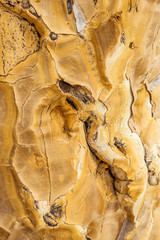 Closeup of a quiver tree bark (Aloe dichotoma), Namibia