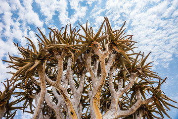 Quiver tree crown (Aloe dichotoma), Namibia