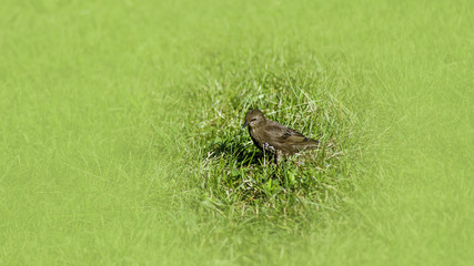 Fledgling-teenager for starling ordinary