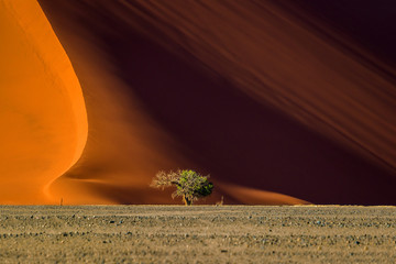 Dune 40 and trees at sunrise, Sossusvlei, Namib Naukluft National Park, Namibia