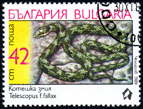 UKRAINE - CIRCA 2017: A stamp printed in Bulgaria, shows the image snake with the description "Telescopus f.fallax" from the series "Snakes", circa 1989