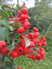 Closeup macro shot of the red berries and small leaves of a cotoneaster bush on a green backgrounds