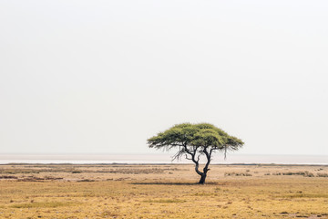 Large Acacia tree in the open savanna plains of Etosha national park near Salvadora waterhole....