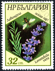 UKRAINE - CIRCA 2017: A stamp printed in Bulgaria, shows the image lavender and bee with the...